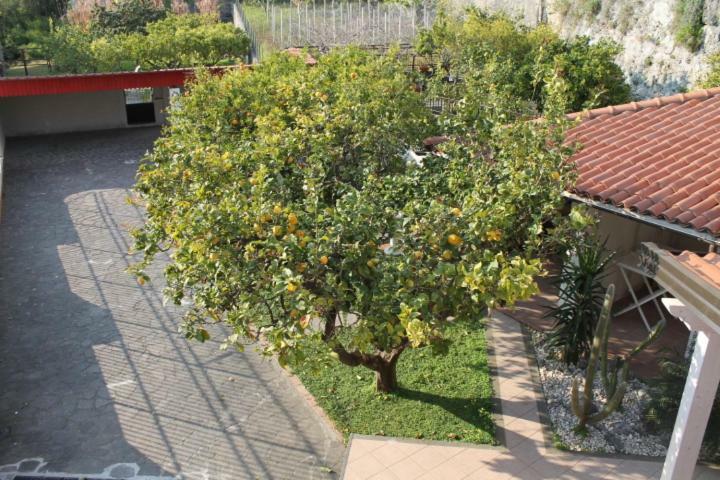 Ferienwohnung The Lemon Tree House Scalea Exterior foto